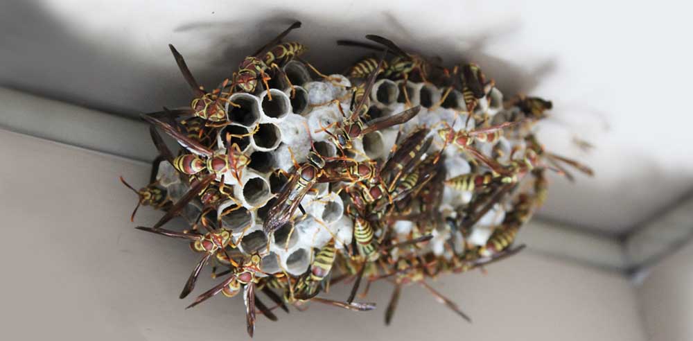 Wespen bauen ein Nest 3D Hausdruck